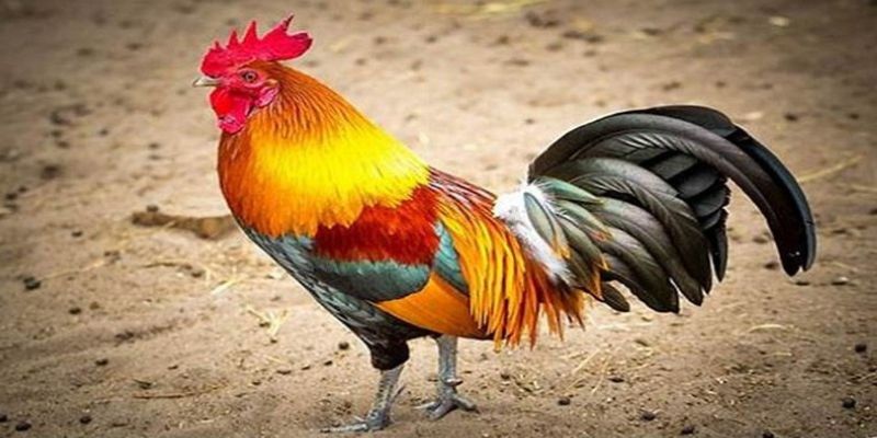 Mơ Thấy Gà Trống Báo Hiệu Cơ Hội, Vận May Và Bí Ẩn Sắp Tới 4 Gà trống đứng trên cánh đồng, tượng trưng cho sự kiên trì và quyền lực nội tâm.